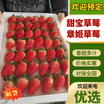 甜宝（章姬）草莓产地直发一手货源价格优惠欢迎合作