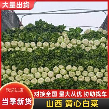 山西晋中黄心白菜毛毛钱，视频看货全国发货，对接商超市场