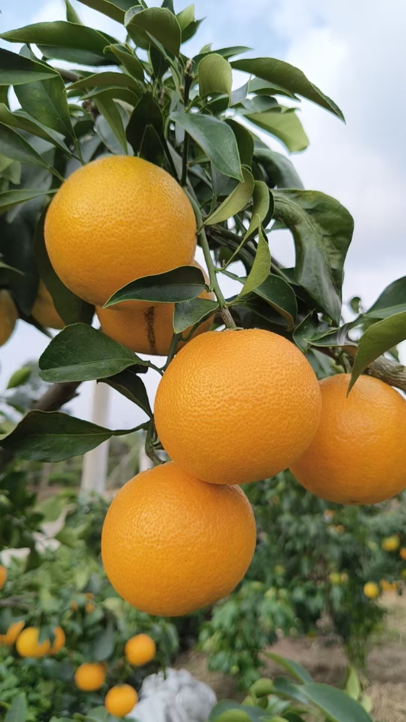 四川爱媛果冻橙大量上市入口化渣水分充足甜度高香气浓郁承接