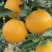 爱媛果冻橙！汁水饱满！入口化渣！酸甜可口！