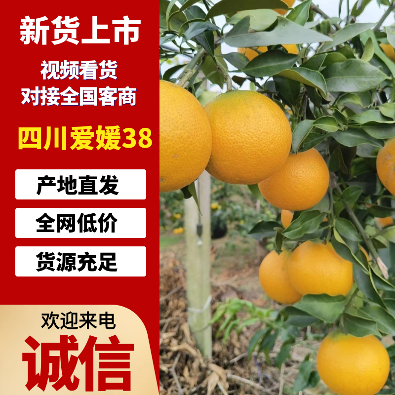 浦江爱媛橙自家一手货源全国接单耐运输按需分拣打包全国接单