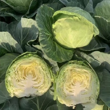 甘蓝，大量现货可发全国，保质保量，对接批发市场电商食堂