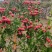 山东泰安甜红子山楂基地欢迎各位经销商朋友看园子订货价面议