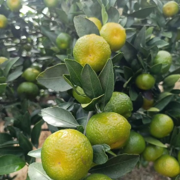 广西南丰蜜橘大量上市对接电商，商超各大平台市场