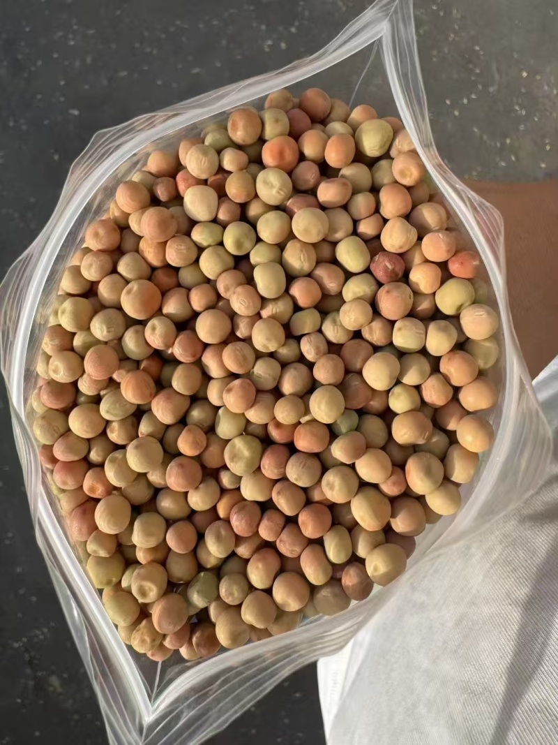 小红麻大量有货产地直发长期供应可视频看货