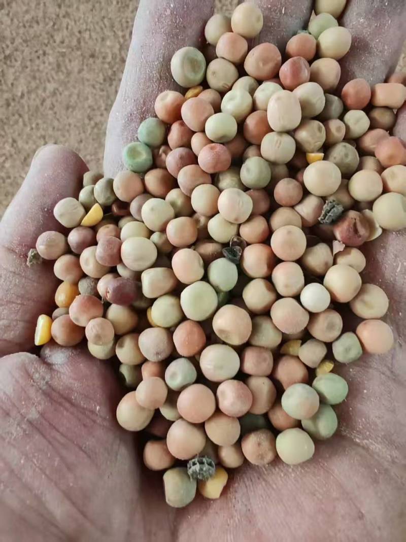 小红麻大量有货产地直发长期供应可视频看货