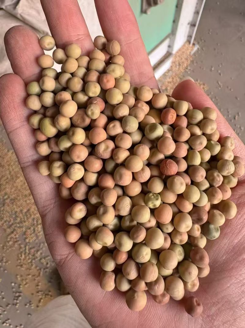 小红麻大量有货产地直发长期供应可视频看货