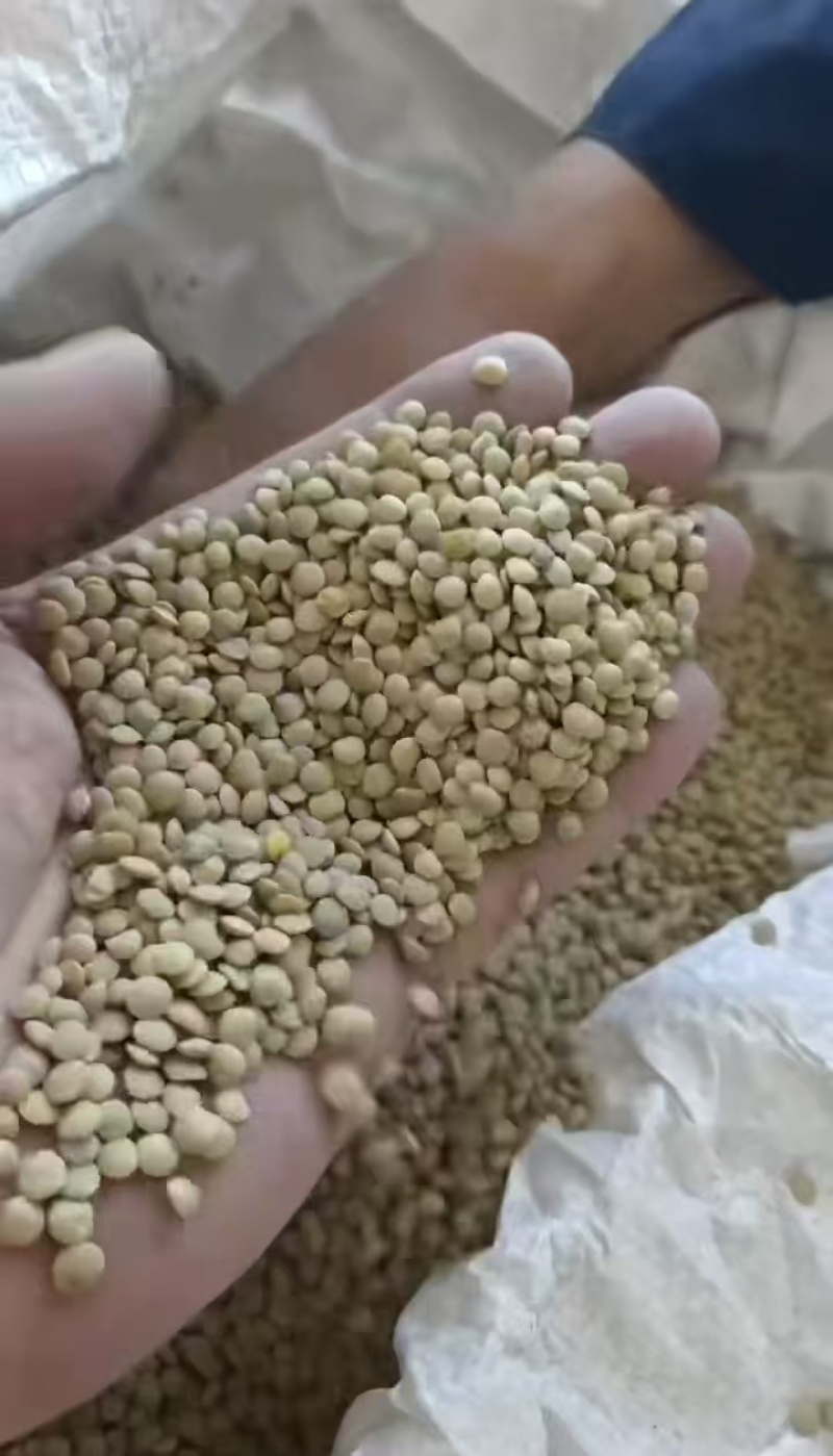 小扁豆对接各大平台诚信经营质优价廉电联详谈