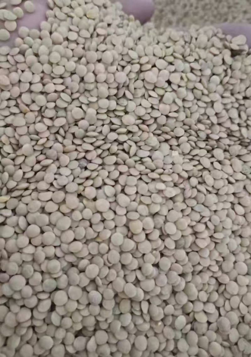 小扁豆对接各大平台诚信经营质优价廉电联详谈
