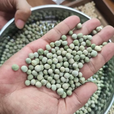 阿根廷绿豌豆品种齐全代发全国大量上市精品直供