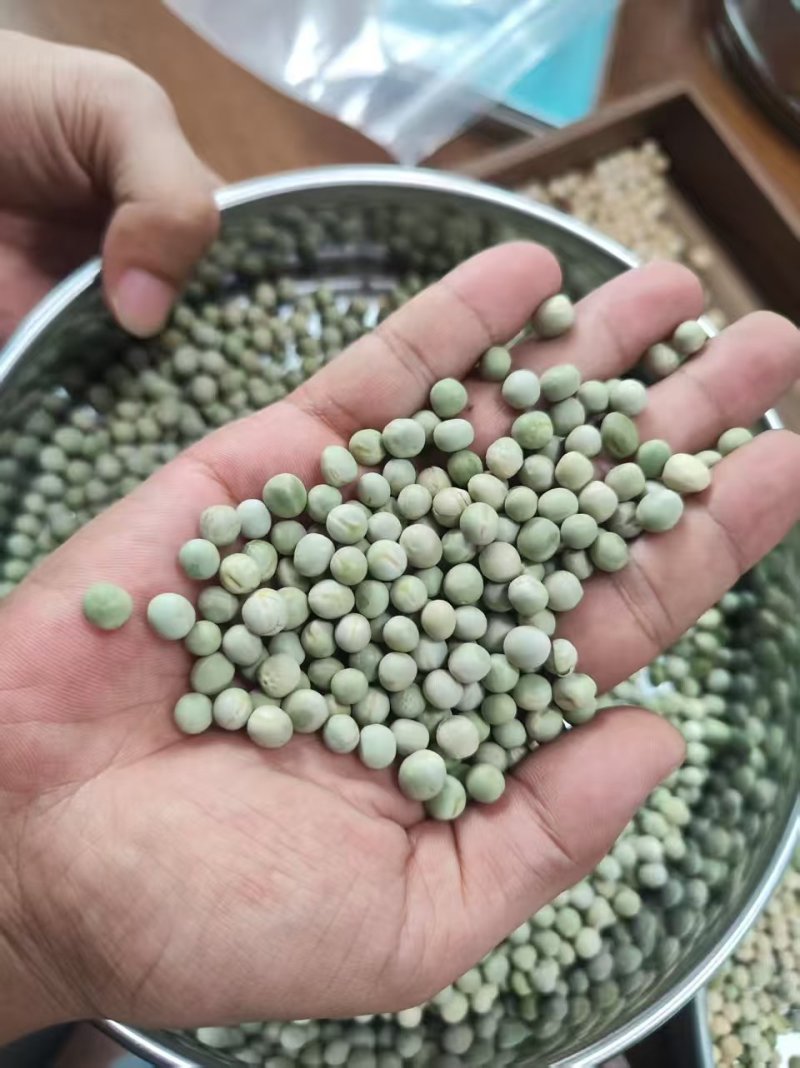 阿根廷绿豌豆品种齐全代发全国大量上市精品直供