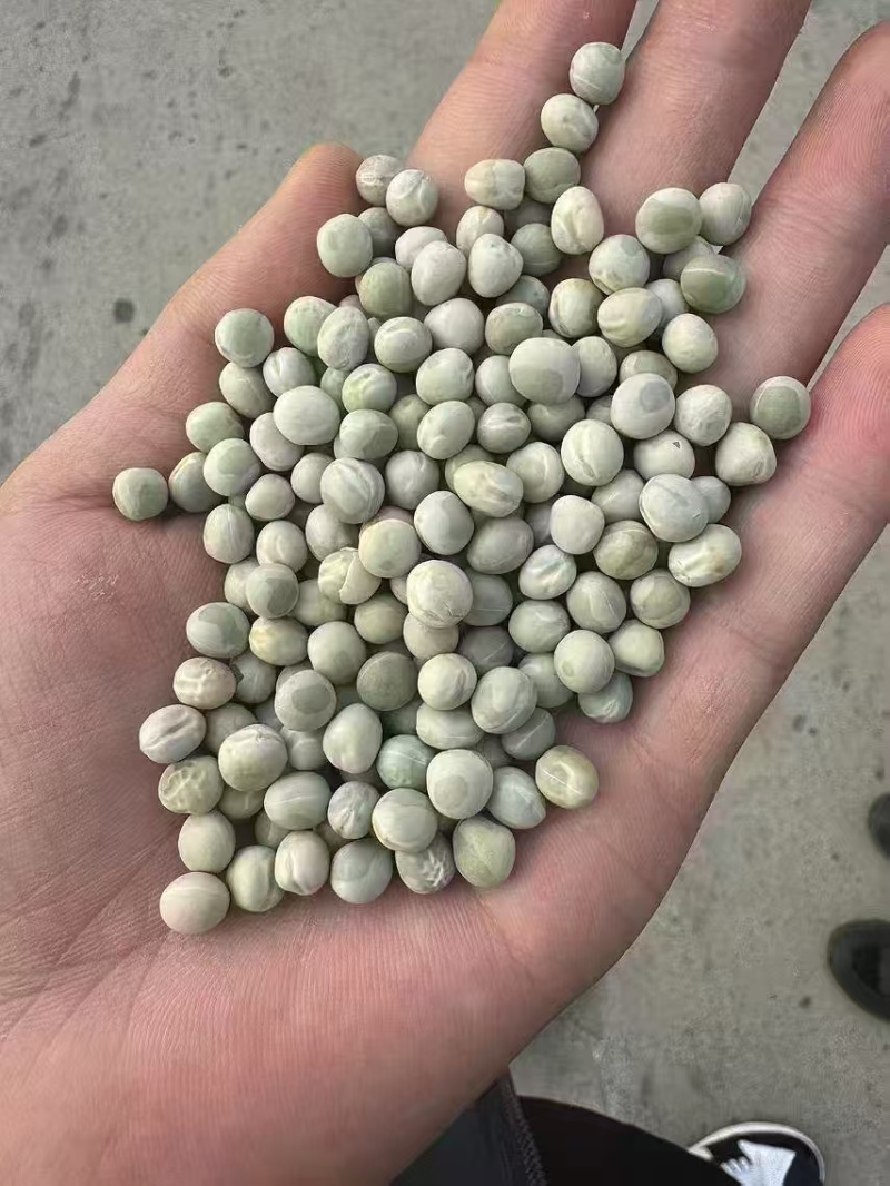 阿根廷绿豌豆品种齐全代发全国大量上市精品直供