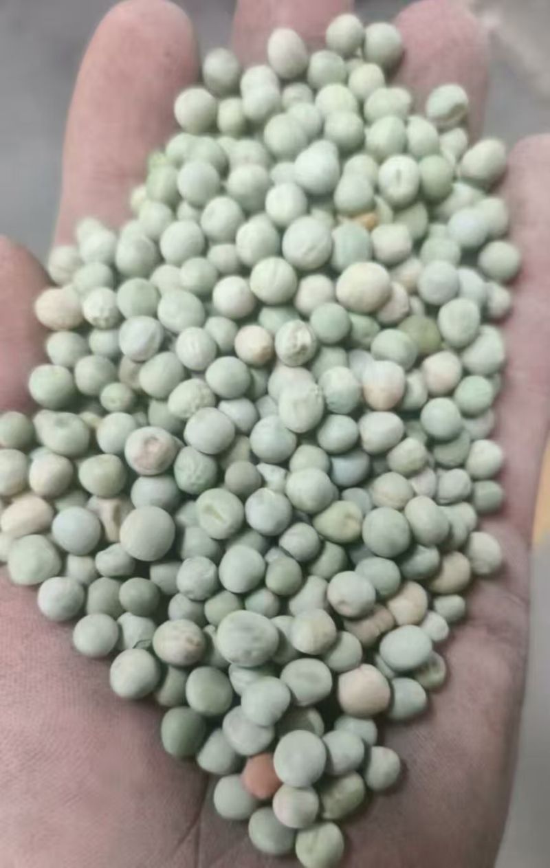 阿根廷绿豌豆品种齐全代发全国大量上市精品直供