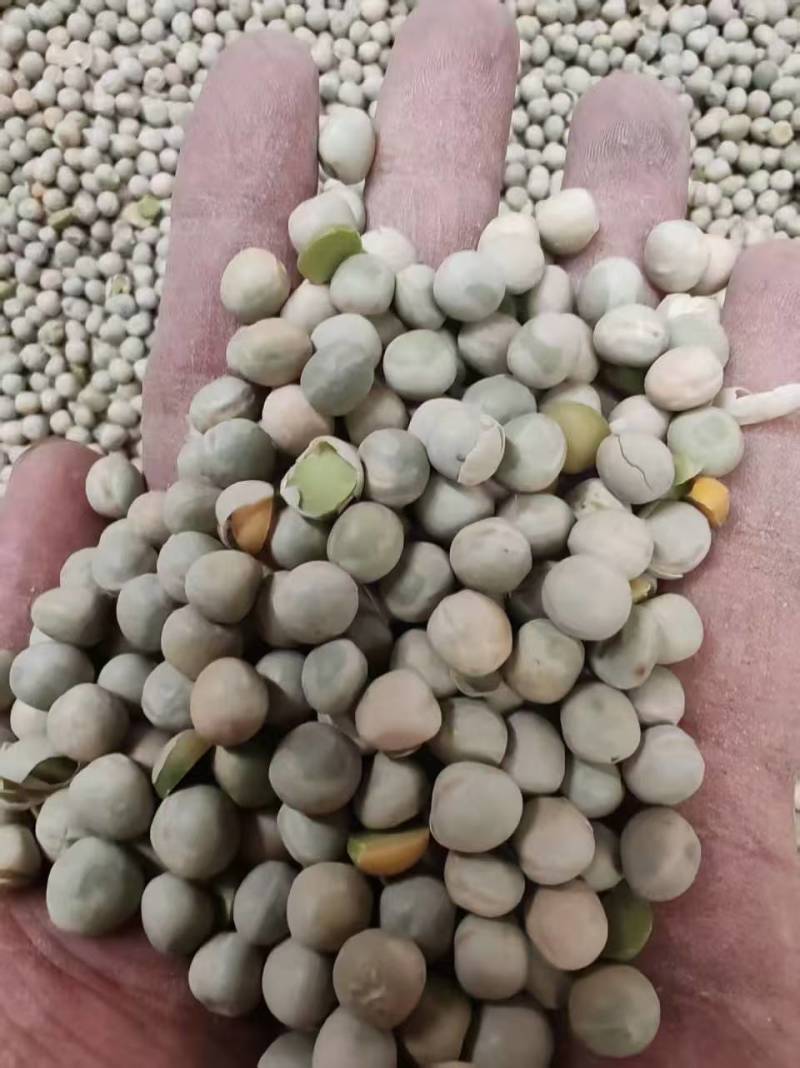 阿根廷绿豌豆品种齐全代发全国大量上市精品直供