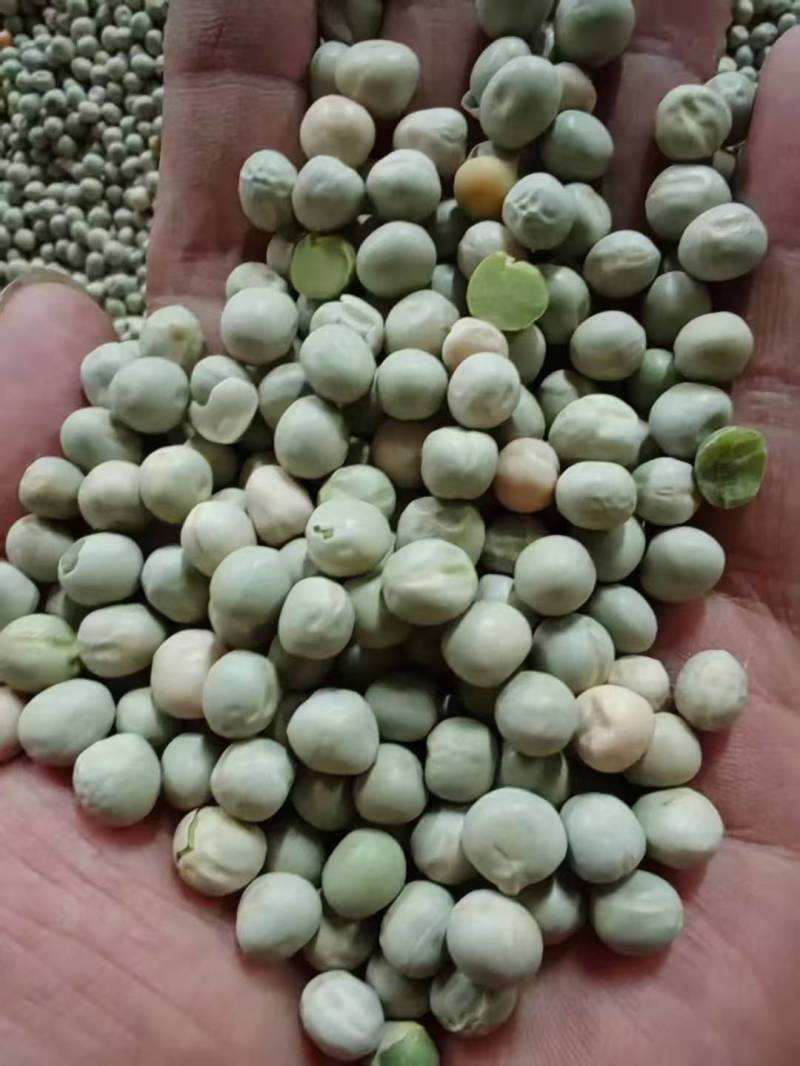 阿根廷绿豌豆品种齐全代发全国大量上市精品直供