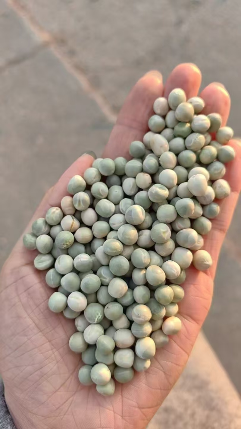阿根廷绿豌豆品种齐全代发全国大量上市精品直供