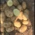 希森6号河北土豆万亩基地直发，规格齐全，品质好，价格低