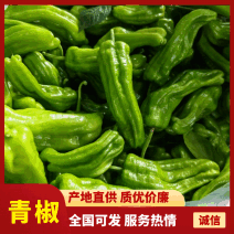 精品青椒江苏薄皮椒苏泡椒一手货源产地直发质量好