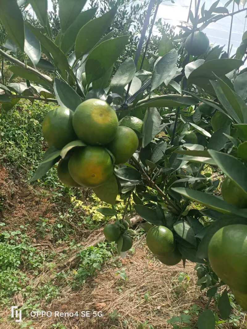 赣南蜜橘普早蜜桔看园订果品质好口感甜价格实惠运输便利电联