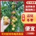 精品沾化冬枣上市产地直发量大从优质量保证欢迎咨询