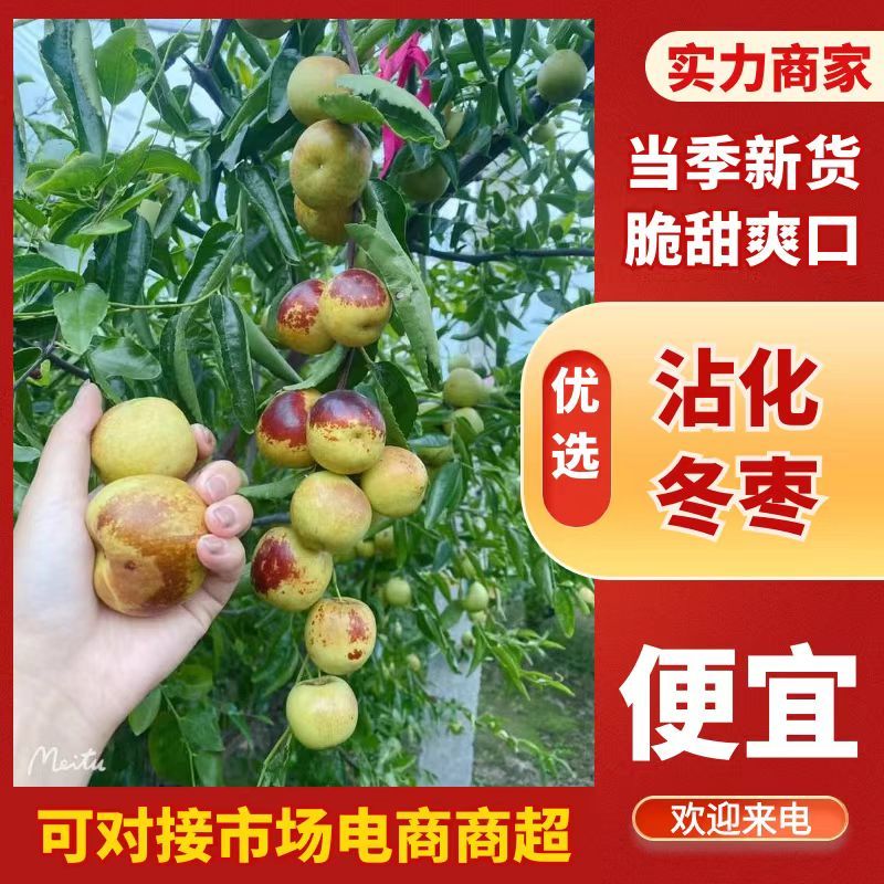 精品沾化冬枣上市产地直发量大从优质量保证欢迎咨询