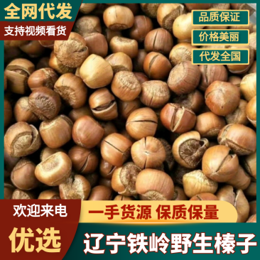 辽宁铁岭东北野生榛子松子林区采集清洗过筛干净生的熟的都有
