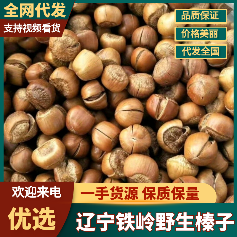 辽宁铁岭东北野生榛子松子林区采集清洗过筛干净生的熟的都有
