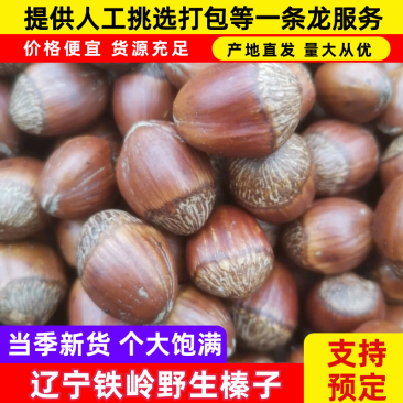 大量批发东北野生榛子，平欧大果榛子一手货源，李慧野生榛子店