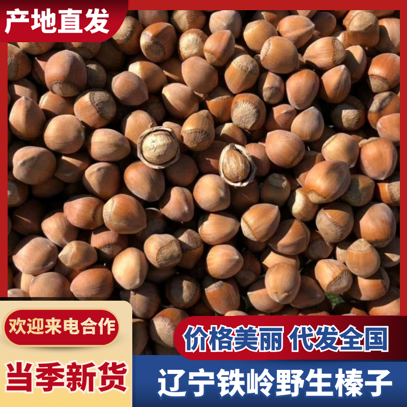 东北昌图李慧野生榛子，一手货源，批发零售，批发大榛子达维