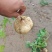 一手货源豆薯地瓜新鲜上市价格美丽质量好走货快欢迎询价热卖