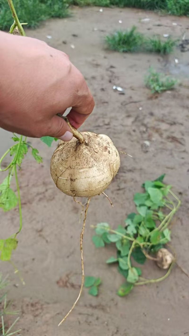 一手货源豆薯地瓜新鲜上市价格美丽质量好走货快欢迎询价热卖