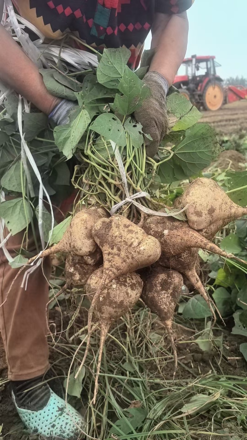 一手货源豆薯地瓜新鲜上市价格美丽质量好走货快欢迎询价热卖