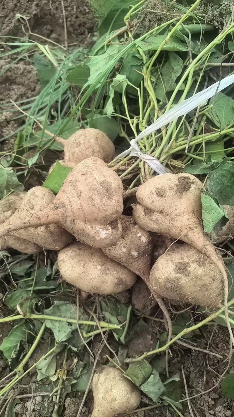 一手货源豆薯地瓜新鲜上市价格美丽质量好走货快欢迎询价热卖