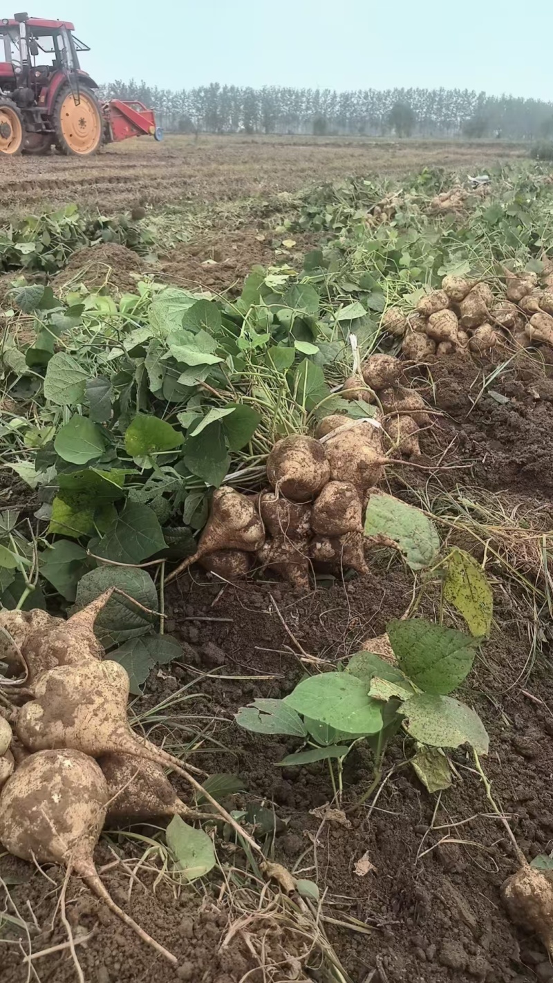 一手货源豆薯地瓜新鲜上市价格美丽质量好走货快欢迎询价热卖