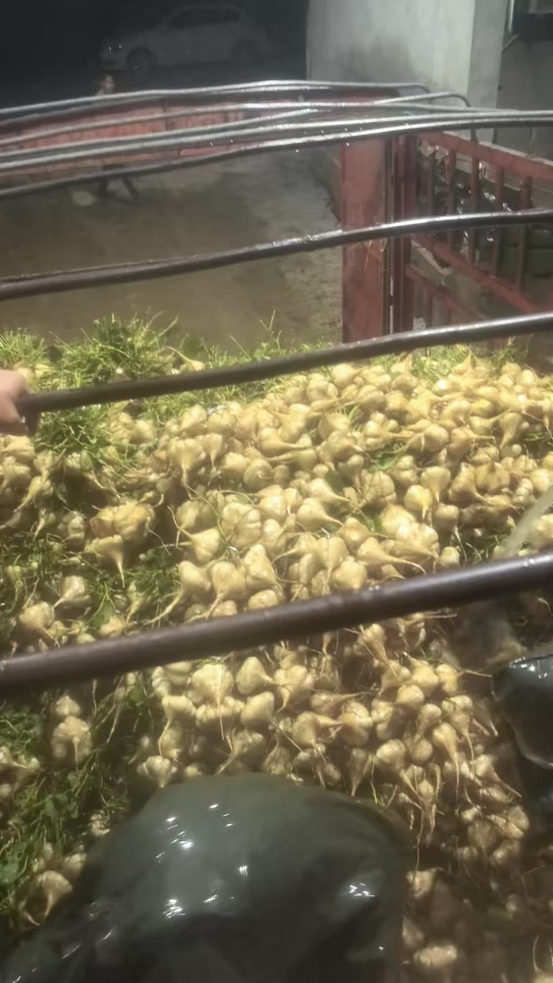 湖北豆薯地瓜新鲜上市量大从优价格美丽质量好走货快热卖中