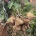 湖北豆薯地瓜新鲜上市量大从优价格美丽质量好走货快热卖中