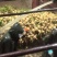 湖北豆薯地瓜清甜可口量大从优价格美丽质量好走货快热卖中