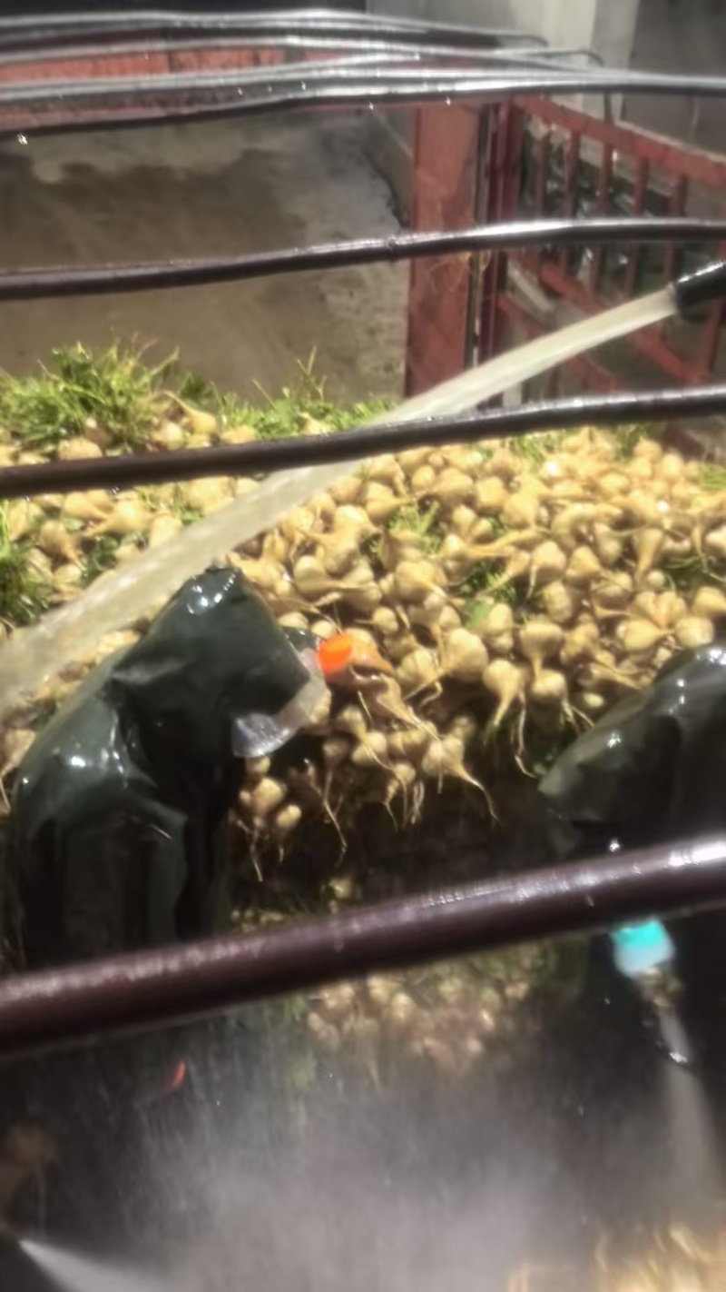 湖北豆薯地瓜清甜可口量大从优价格美丽质量好走货快热卖中