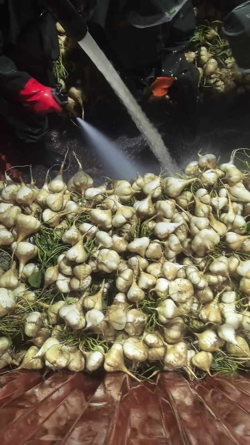 湖北豆薯地瓜清甜可口量大从优价格美丽质量好走货快热卖中
