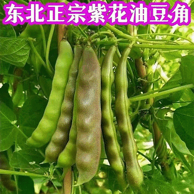 紫花油豆角/东北油豆角/产地直发（可代发全国）量大从优
