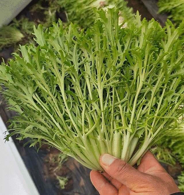 【苦菊】辽宁新民产地直供/现货量大/可全国发货/欢迎来电