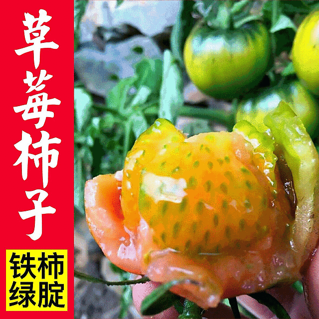 绿腚西红柿&铁皮柿子/铁皮西红柿/产地直供/全国发货