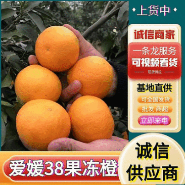 爱媛果冻橙/爱媛橙/四川橙子/眉山基地直供对接全国采购商
