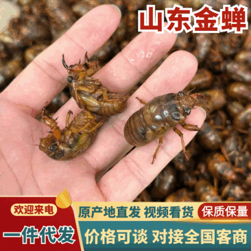 【山东金蝉】山东蝉蛹/精品蝉蛹/对接电商新鲜一件代发批发