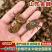 【山东金蝉】山东蝉蛹/精品蝉蛹/对接电商新鲜一件代发批发