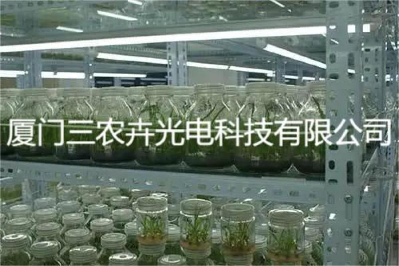 60cm-白芨育苗组培灯