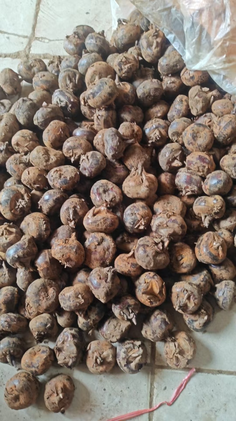 新鲜马蹄/荸荠电商一件代发（包邮价），也可批发