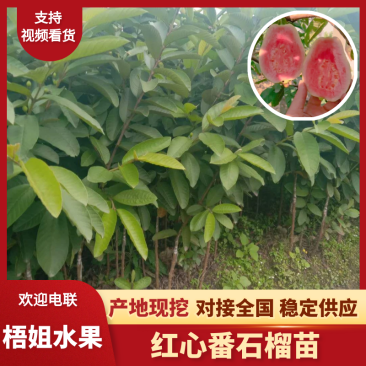【芭乐苗】广西四季红心番石榴苗基地直发质量保证欢迎采购