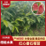 【芭乐苗】广西四季红心番石榴苗基地直发质量保证欢迎采购