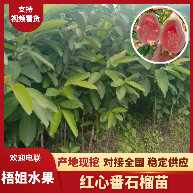 【芭乐苗】广西四季红心番石榴苗基地直发质量保证欢迎采购